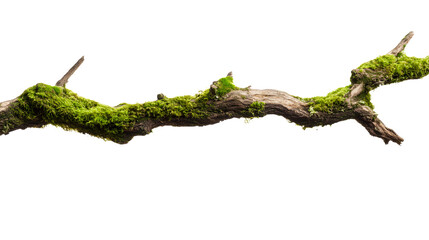 Moss covered branch isolated against black background.