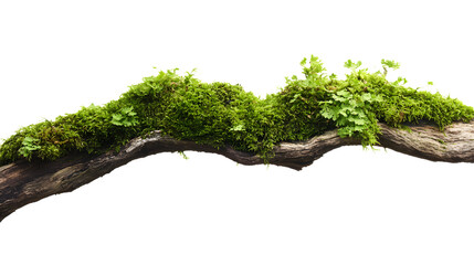 Green moss growing on a branch against a black background.