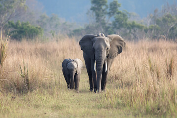 A mother elephant and her calf walking through the grasslands