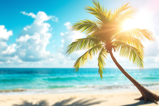 palm tree on the beach