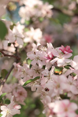 Close-up of blossoming ornamental apple tree. Beautiful apple tree flowers. Close-up flowers, petals and stamens. Spring background. Blooming apple tree in the park. Peaceful nature background