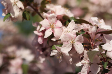 Close-up of blossoming ornamental apple tree. Beautiful apple tree flowers. Close-up flowers, petals and stamens. Spring background. Blooming apple tree in the park. Peaceful nature background