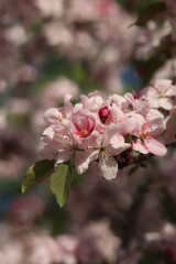 Close-up of blossoming ornamental apple tree. Beautiful apple tree flowers. Close-up flowers, petals and stamens. Spring background. Blooming apple tree in the park. Peaceful nature background