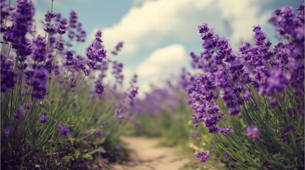 Fototapeta premium vibrant field of purple flowers in full bloom stretching towards horizon under soft blue sky
