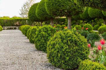 flower garden in the park