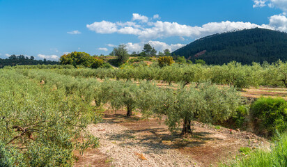  Beautiful olive tress in a field 