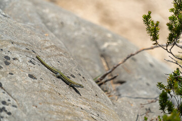 Small lizard on the rock