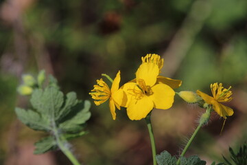 Greater celandine or chelidonium majus is a perennial herbaceous flowering plant used in folk medicine.
