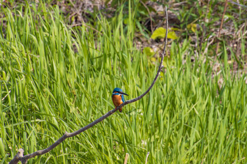 エサを獲るカワセミ