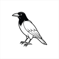 crow vector