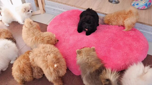 Fluffy little puppies running around playful space inside pet grooming salon