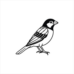 sparrow vector