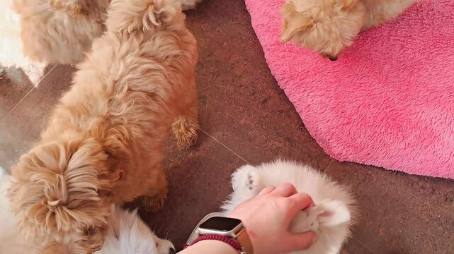 Fluffy little puppies running around playful space inside pet grooming salon