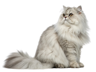 1 small brown tabby cat isolated on a white background.