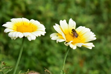 Bellis perennis, the daisy, is a European species of the family Asteraceae.it is sometimes  known as common daisy, lawn daisy ,English daisy or Gulbahar. © Rashbihari