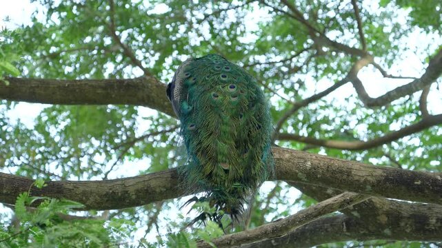 India Peafowl (Pavo cristatus ) bird watching in the garden.