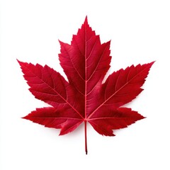 Single red maple leaf isolated on white background
