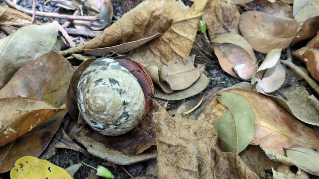 A hermit crab walking among dead leaves on the Trace des caps trail (Le Marin , Martinique, France)