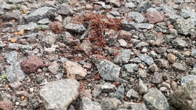 ants on a log Dan cacing tanah