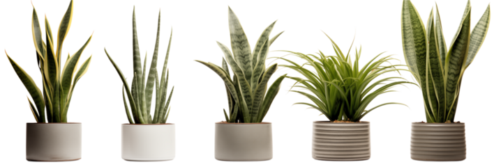 Five potted plants in a row against a dark  with light patterns transparent background png