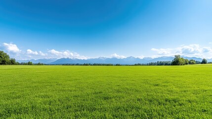 Expansive grassy meadow stretches to distant mountains under a vibrant blue sky