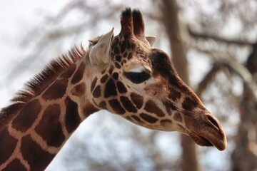 Obraz premium Animals 