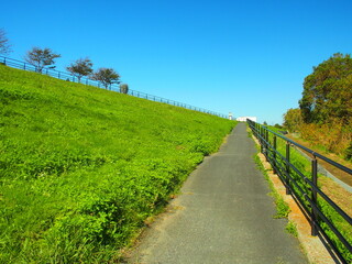 桜並木のある秋の江戸川土手に続く坂道風景