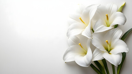 Fototapeta premium Elegant white lilies on horizontal pure white background floral arrangement minimalist design