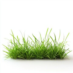 Obraz premium Vibrant Green Grass Blades