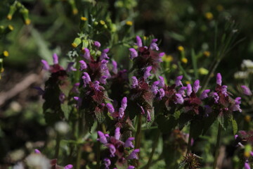 Lamium purpureum, known as red dead-nettle, purple dead-nettle, or purple archangel, is a herbaceous flowering plant of the Lamiaceae family. Cut-Leaved Dead-Nettle (Lamium purpureum). Flower Closeup.