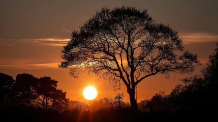 Naklejka premium Golden sunset over silhouetted trees nature realistic photograph landscape scenic view tranquil concept