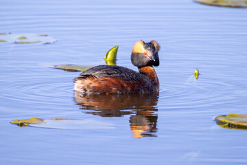 Horned Grebe