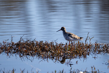 Common Redshank