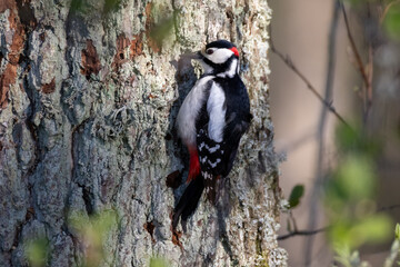 woodpecker on tree
