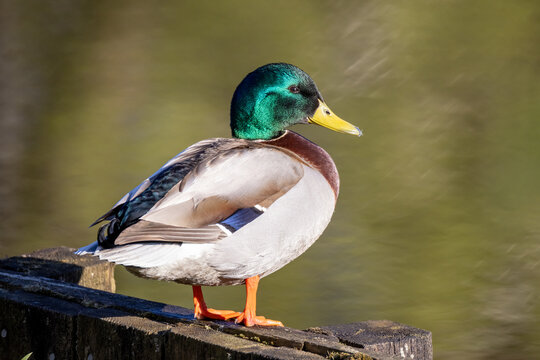 duck on the water
