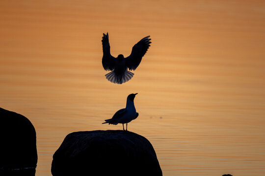 Sunrise with birds in the foreground.