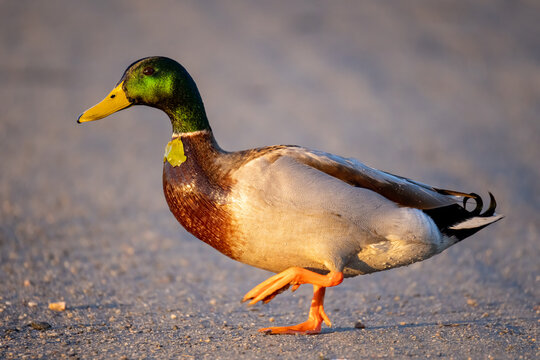 duck on the road