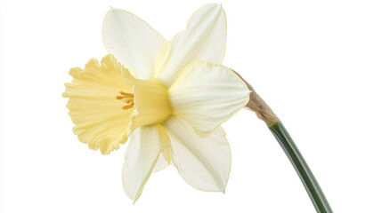 Obraz premium Two sunflowers side by side, stems touching, white background isolation, natural bloom form,