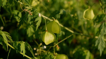 Close up a wild green plant named Balloon vine under sunlight