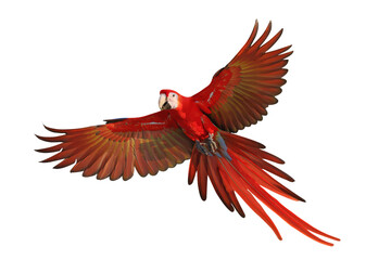 Obraz premium Colorful flying Scarlet Macaw parrot isolated on transparent background png file