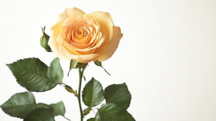Fototapeta premium Fresh deep orange rose, natural bloom form, isolated on clear white background, detailed textures visible,