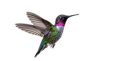 Fototapeta premium Annans Hummingbird in Flight: A Stunning Display of Nature's Beauty