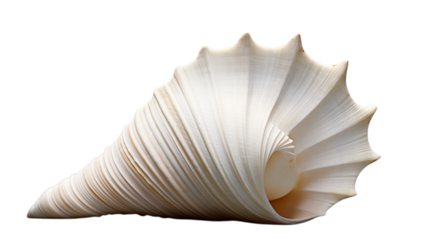 Isolated white seashell with ridges and pointed edges on a  transparent background png