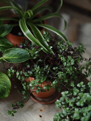 Soleirolia pilea in a pot. Macro
