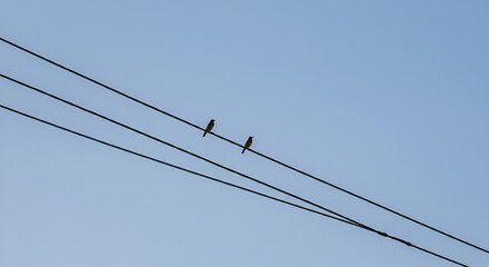 Birds On Power Lines Against A Clear Blue Sky In The Morning