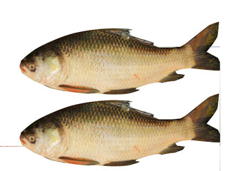 fish on white background