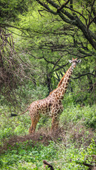 Giraffes in Lake Manyara National Park in Tanzania