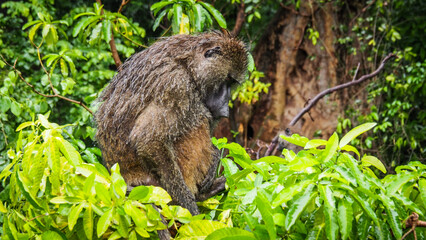 Baboons in Lake Manyara National Park in Tanzania