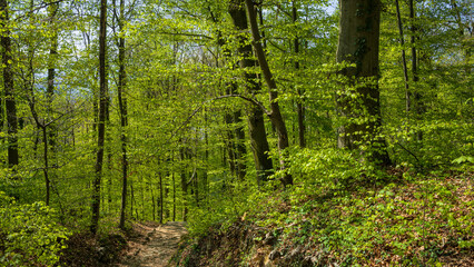 Laubwald im Frühling