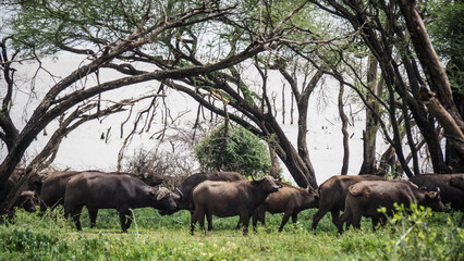 Buffaloes in Lake Manyara National Park in Tanzania